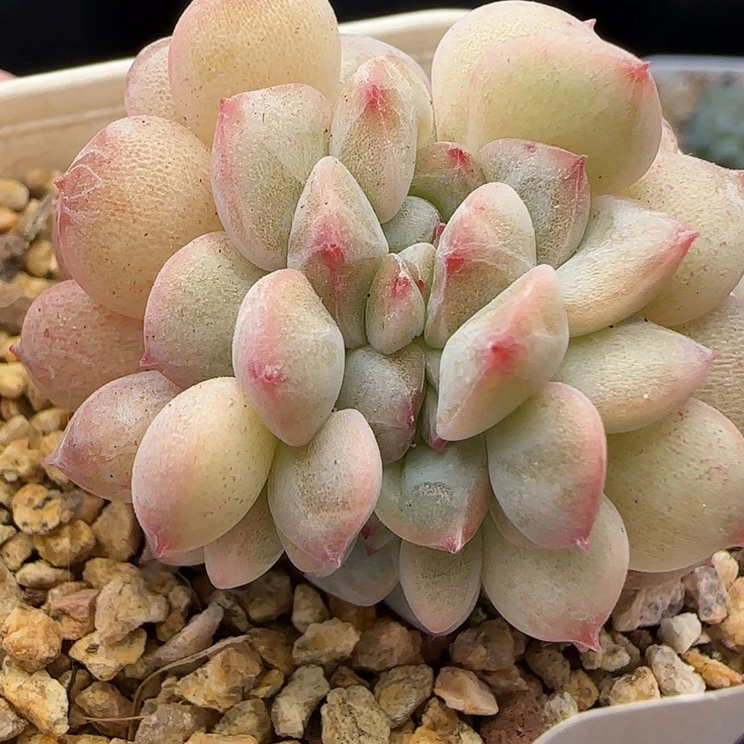 164糖心龙头缀【满29包邮非偏远】