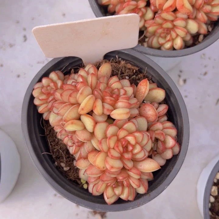 健健康康平平安安