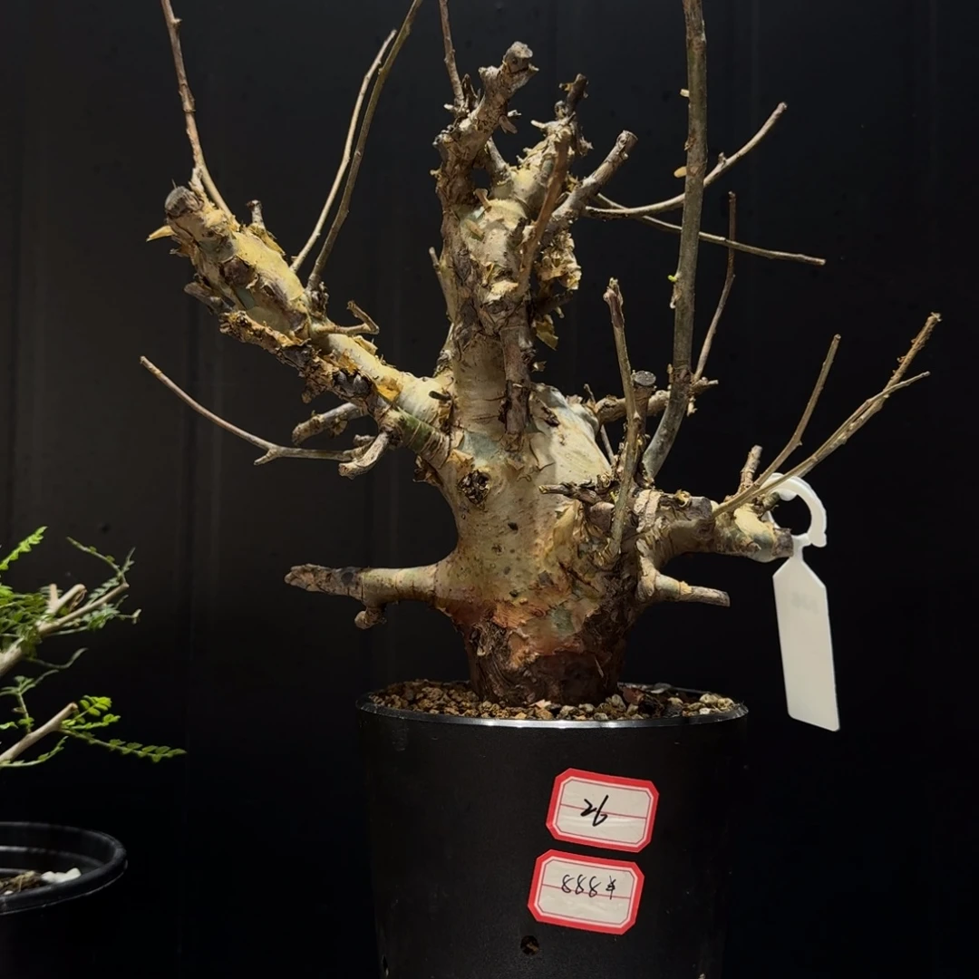 图坎蓝白皮需要寄养