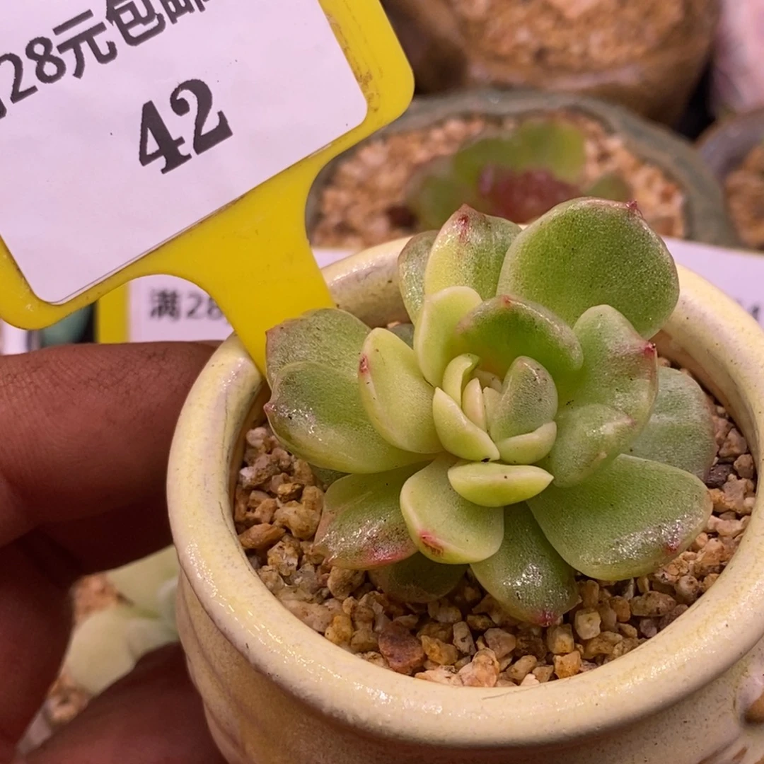 442冰玉石化鸳鸯锦多肉……