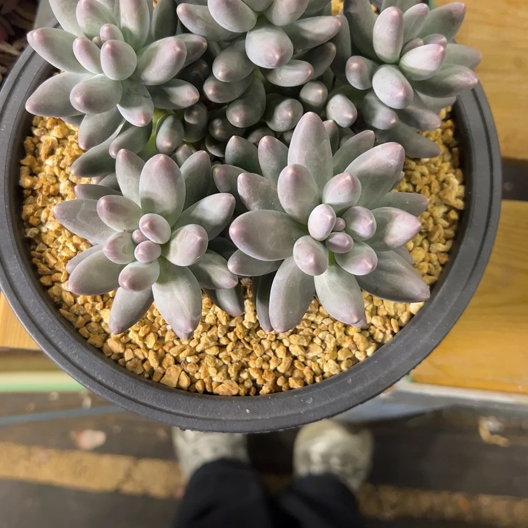 111乌拉奶 模特。  多肉。