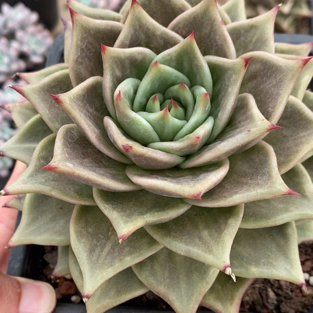 星星锦多肉植物A3654