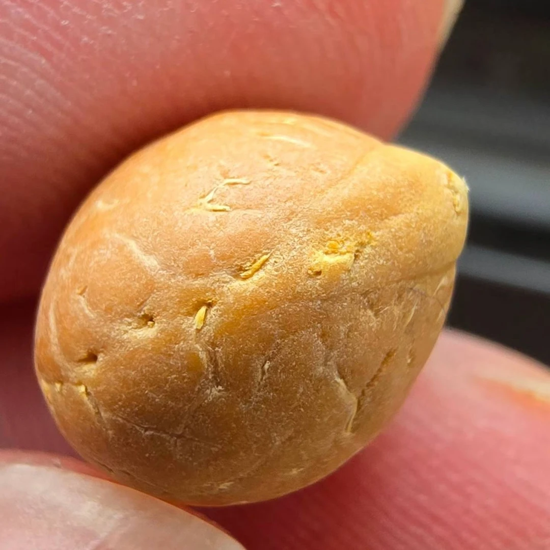 尼泊尔凤眼菩提-锦柚一号-sss＋系列108-(招牌)