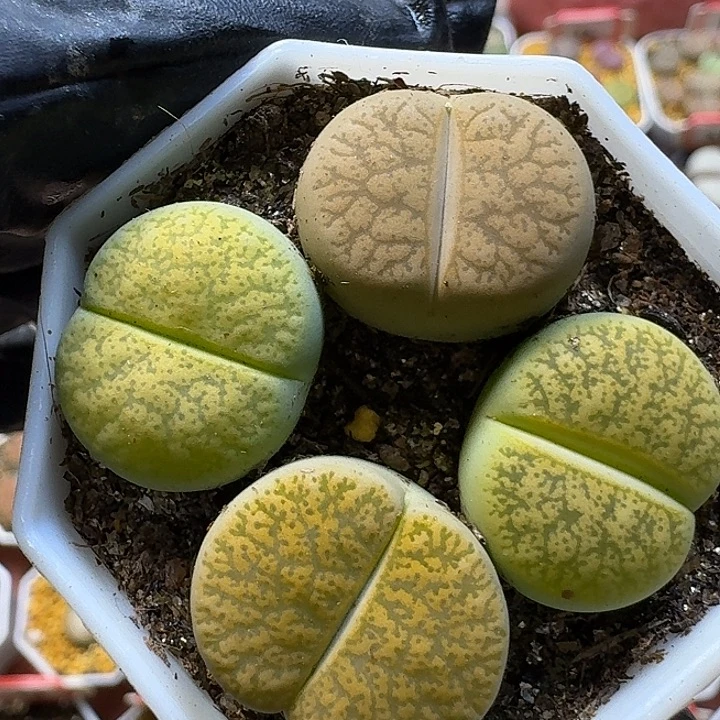 生石花1111112。  330