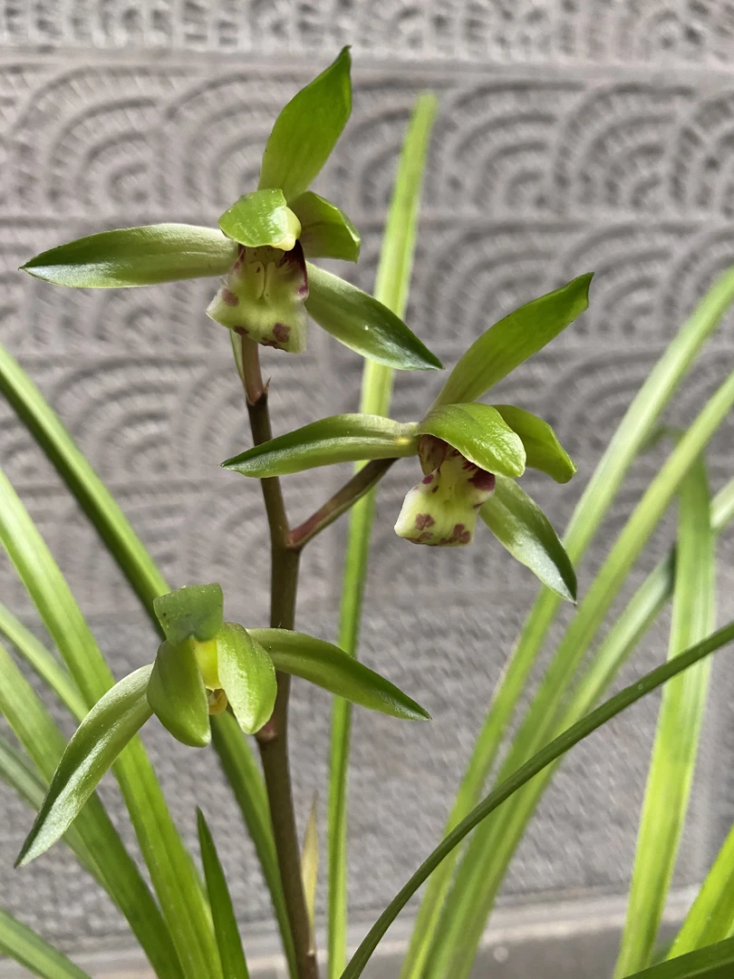 腾冲大绿兰老品种带花苞幽香兰花苗室内绿植