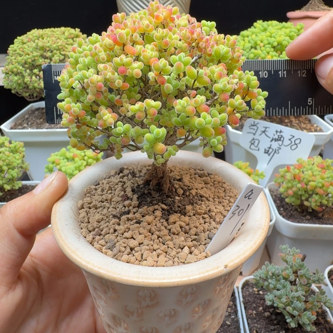 a301号蜜橘冠服8厘米左右带盆发