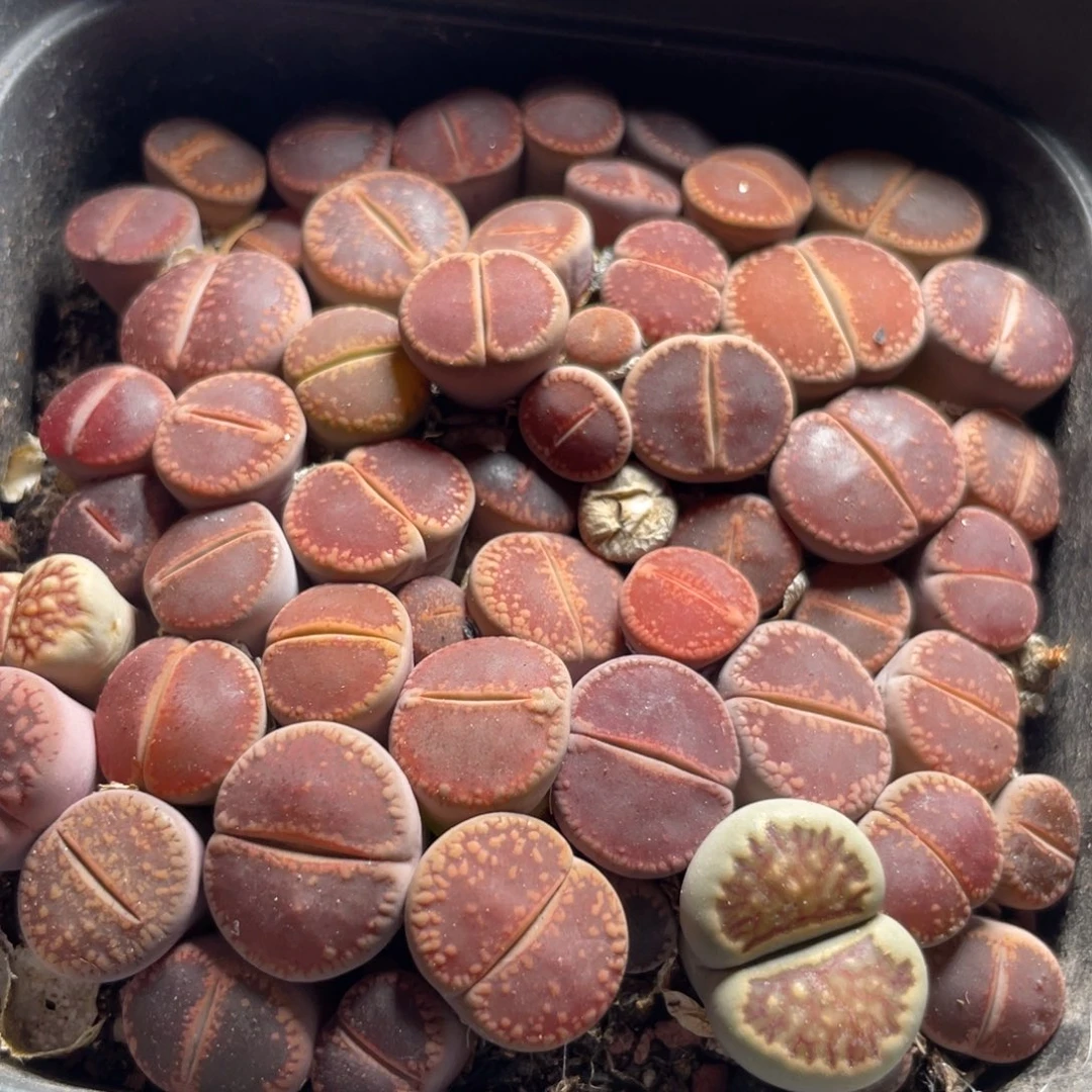 今晚大盆特价更新～5