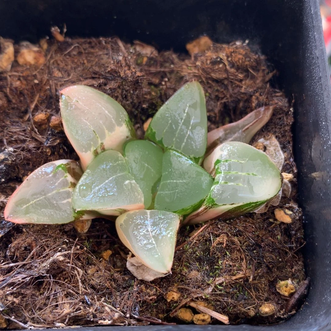 冰城克锦，带盆发货