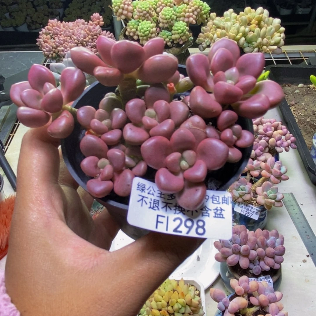 298先锋派多肉7cm