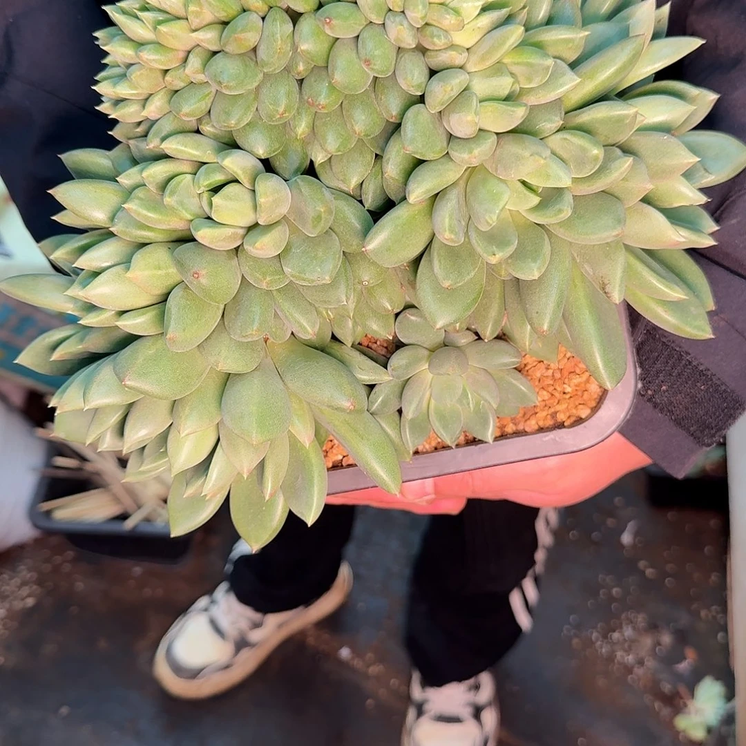 潦***倒多肉植物多肉植物
