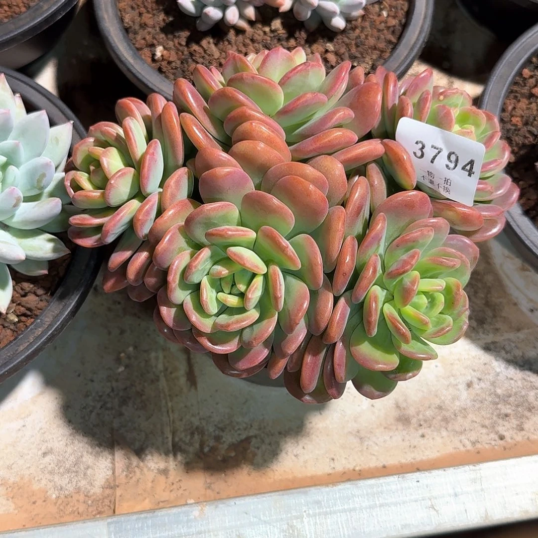 金***涛3794号拉萨多肉