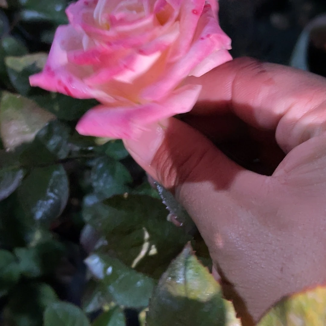 无花朵—-测试117 福利