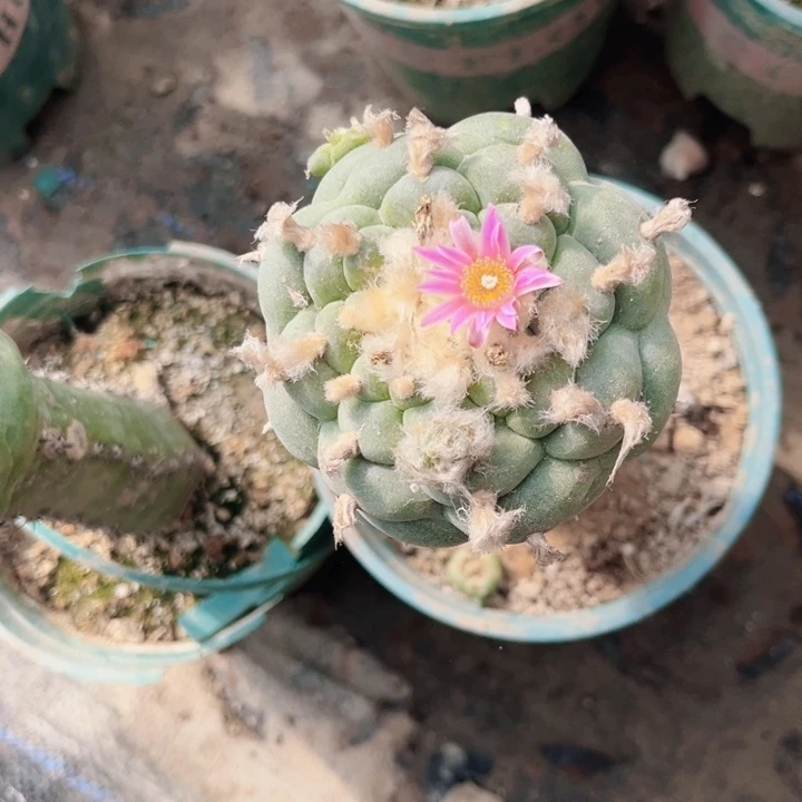 ❀****福利仙人球开花