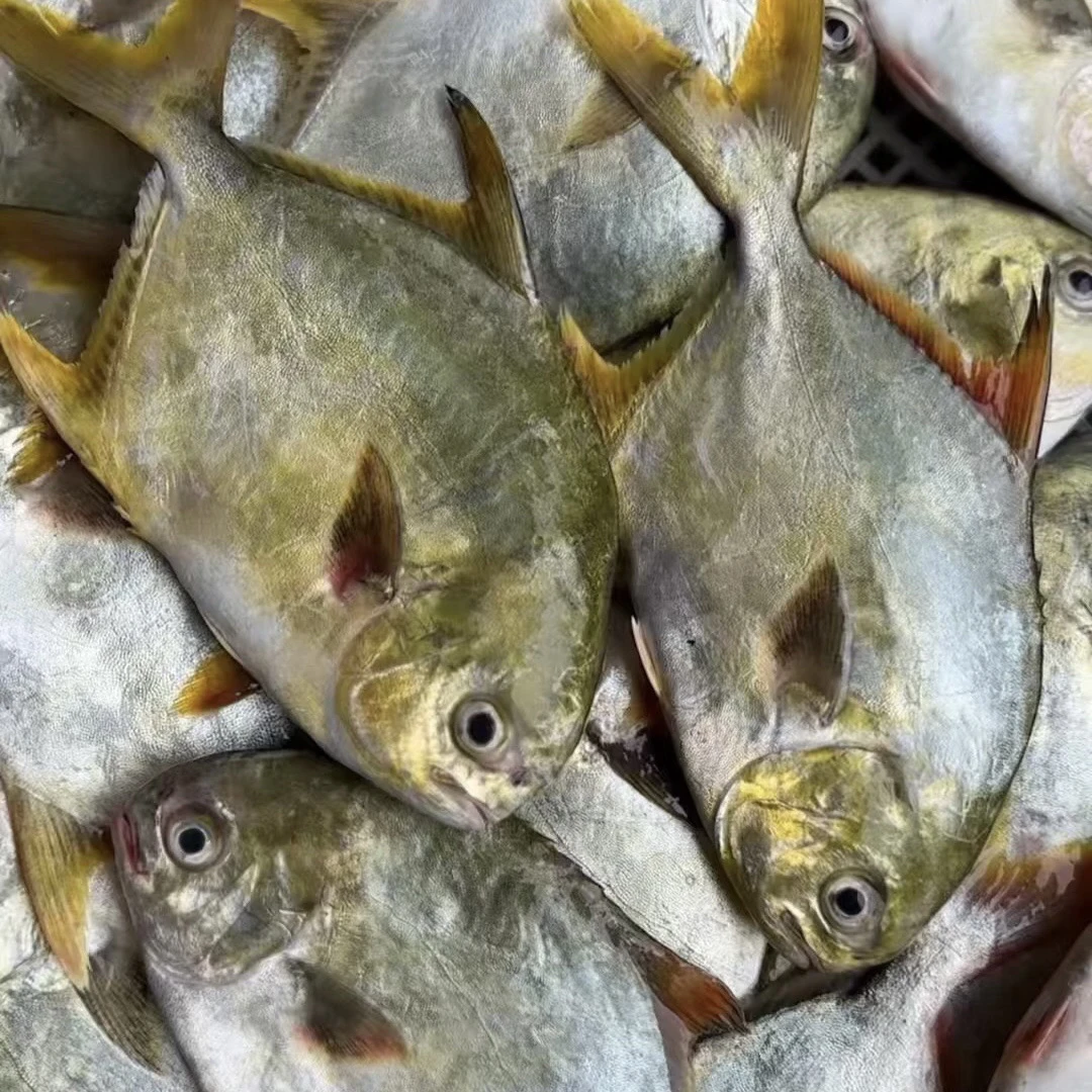 C广东汕尾野生新鲜捕捞金鲳鱼