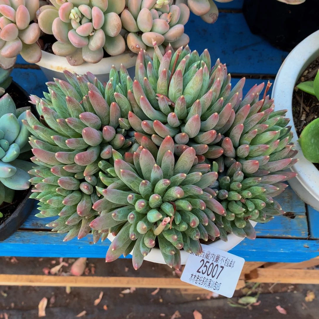 如*   炫彩星25007