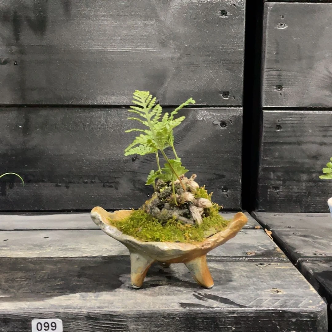 无花朵用****6猫爪日本