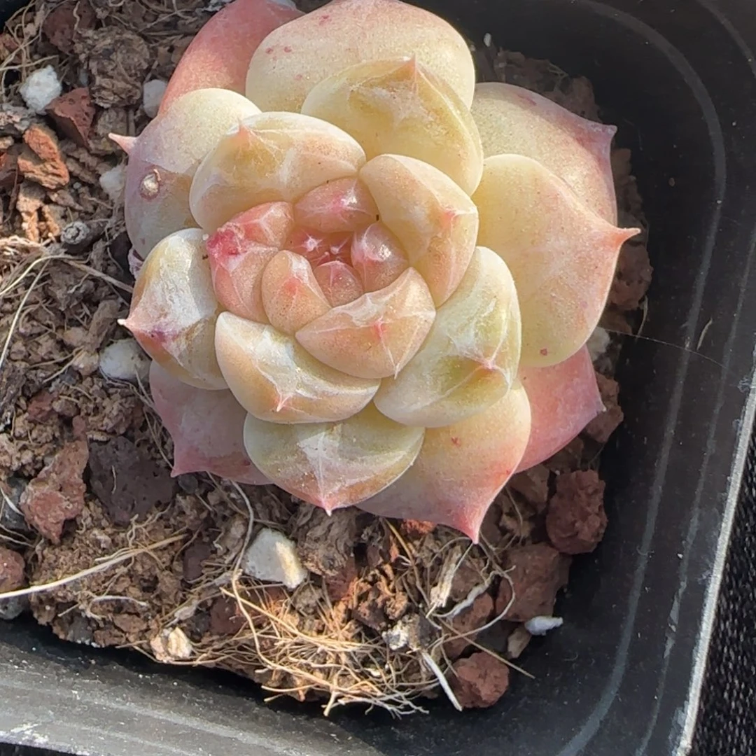 小卡拉米糖心一物一拍