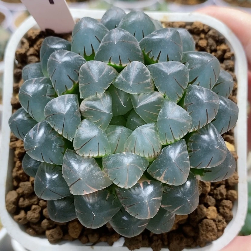 【闪购商品】27实生玉露