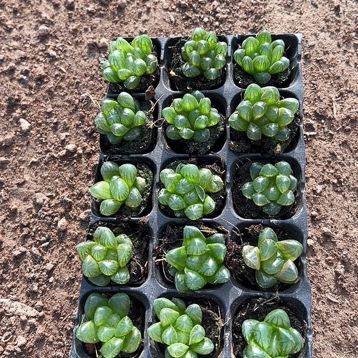 105孔玉露15颗带穴盘随机量拍