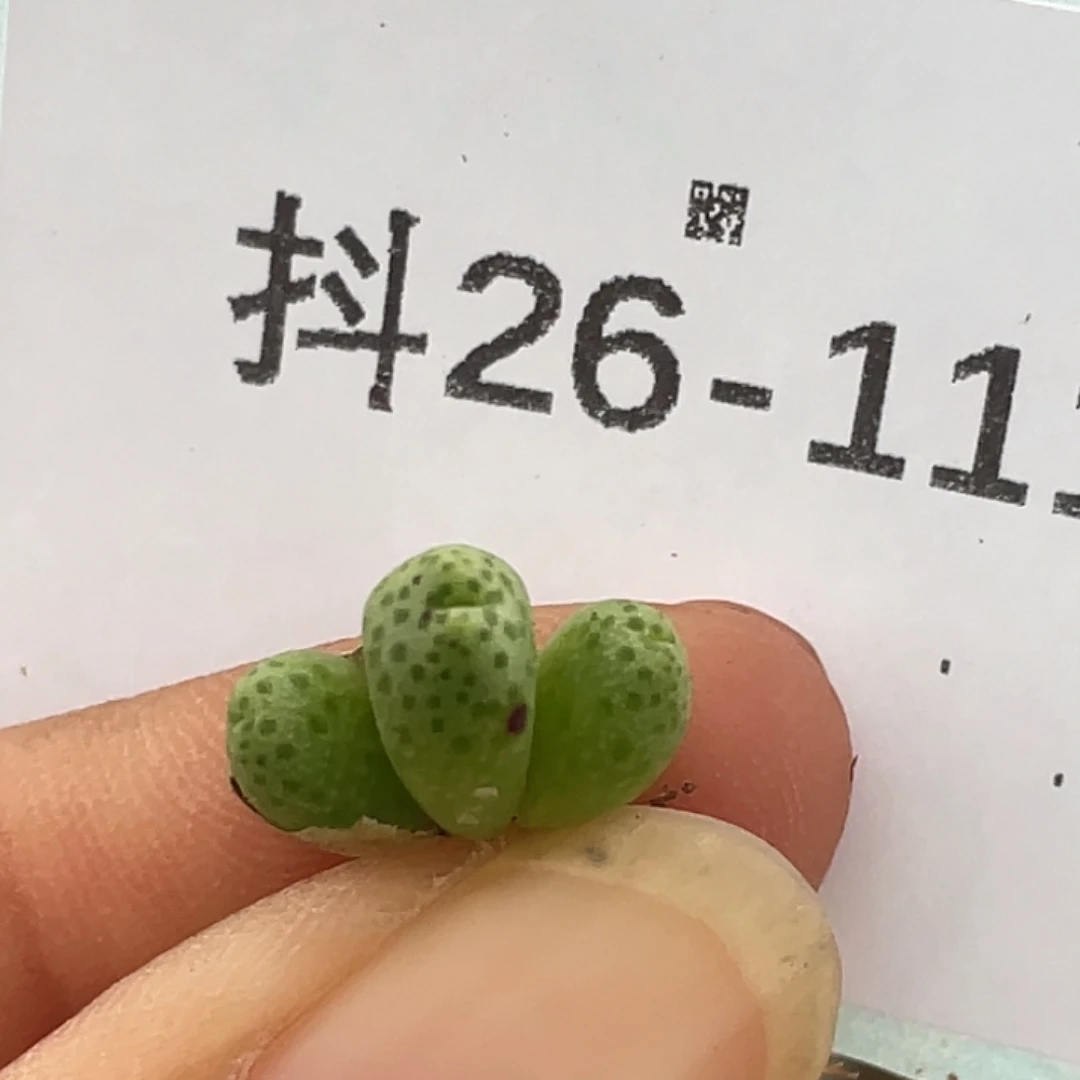 26-111草莓斑马多肉植物