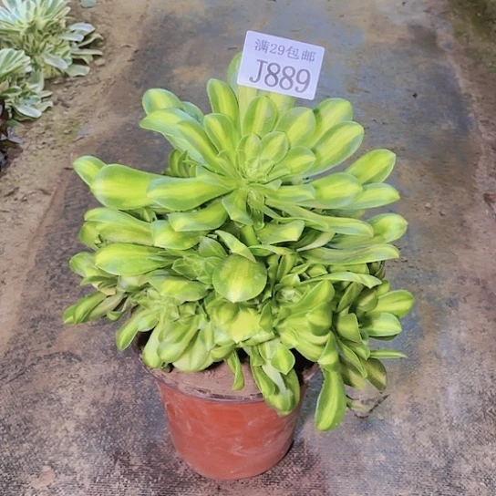 889五彩琉璃多肉植物