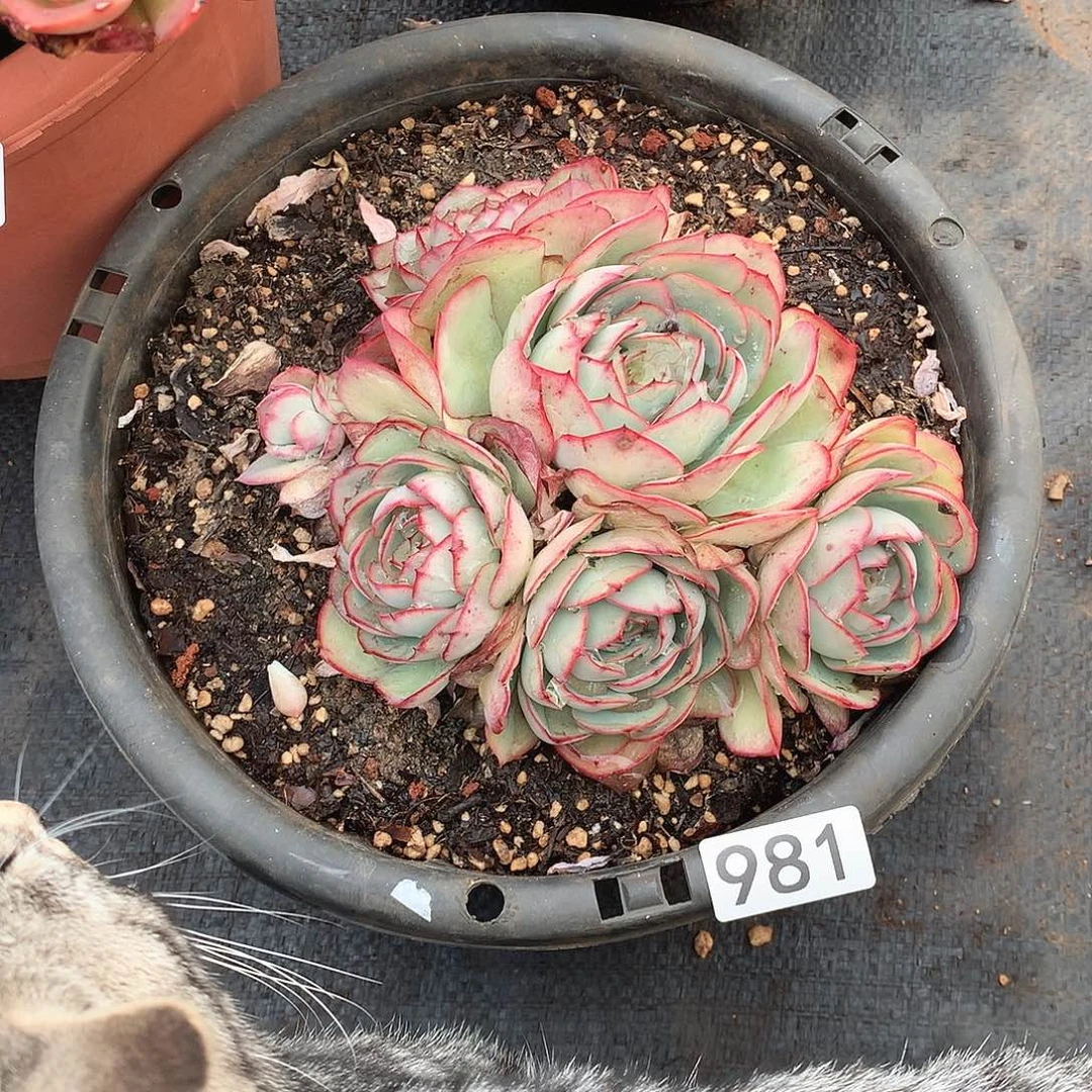 981牡丹亭 一物一拍多肉