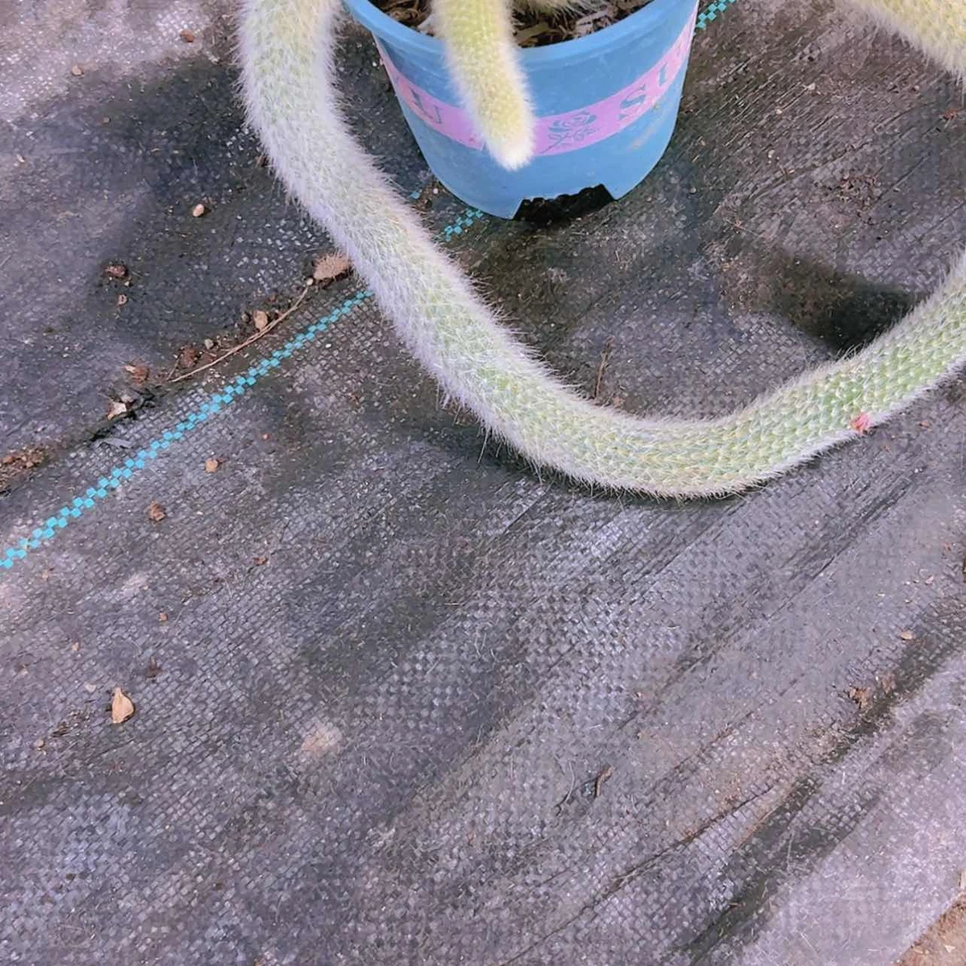 【闪购商品】好***己5号九尾狐15.8