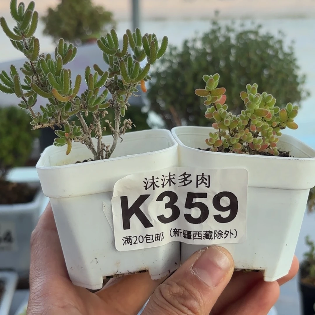 359蜜橘和冰川组合