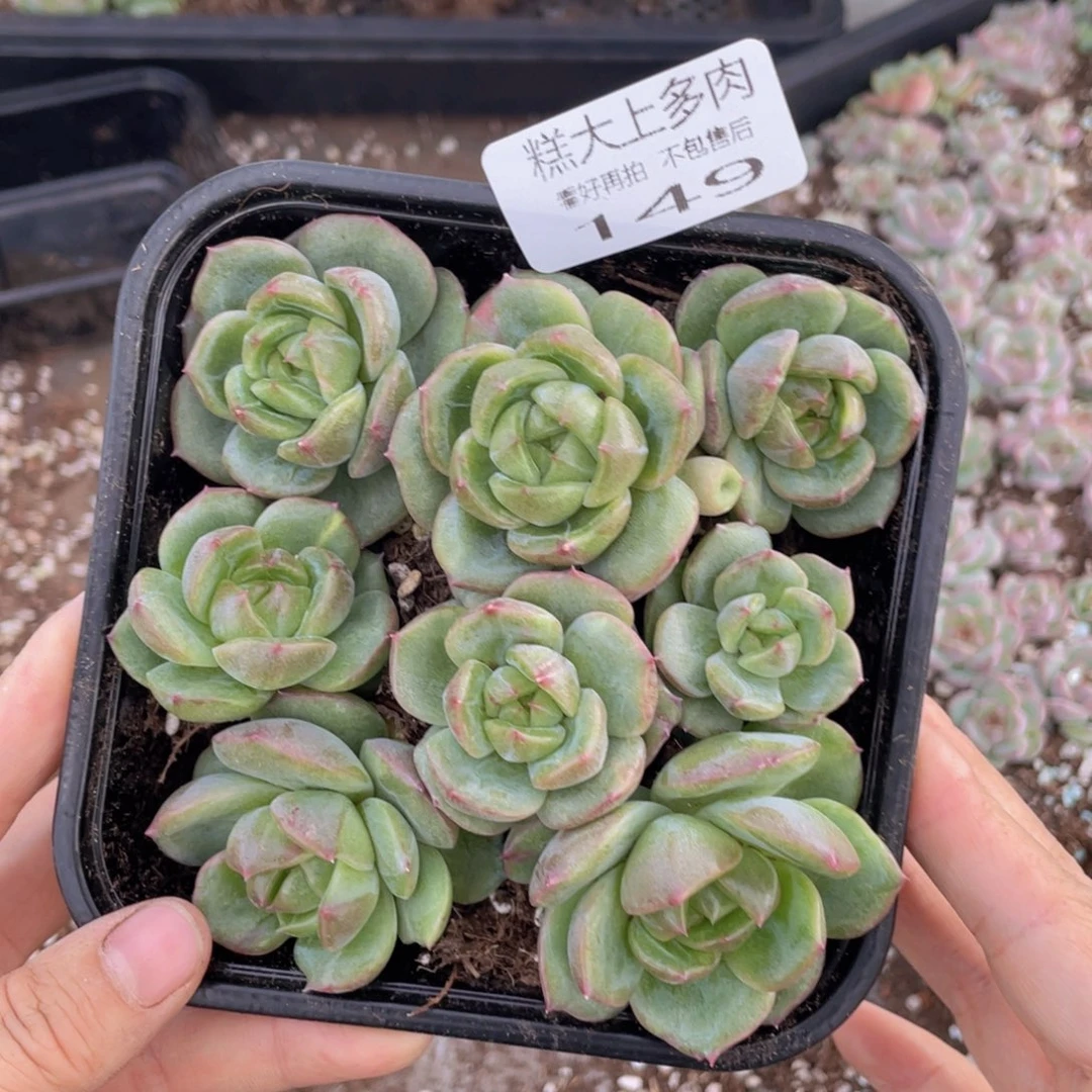 糕大上多肉植物149
