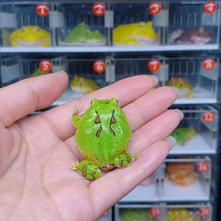 *****角蛙恭喜发财大吉大利