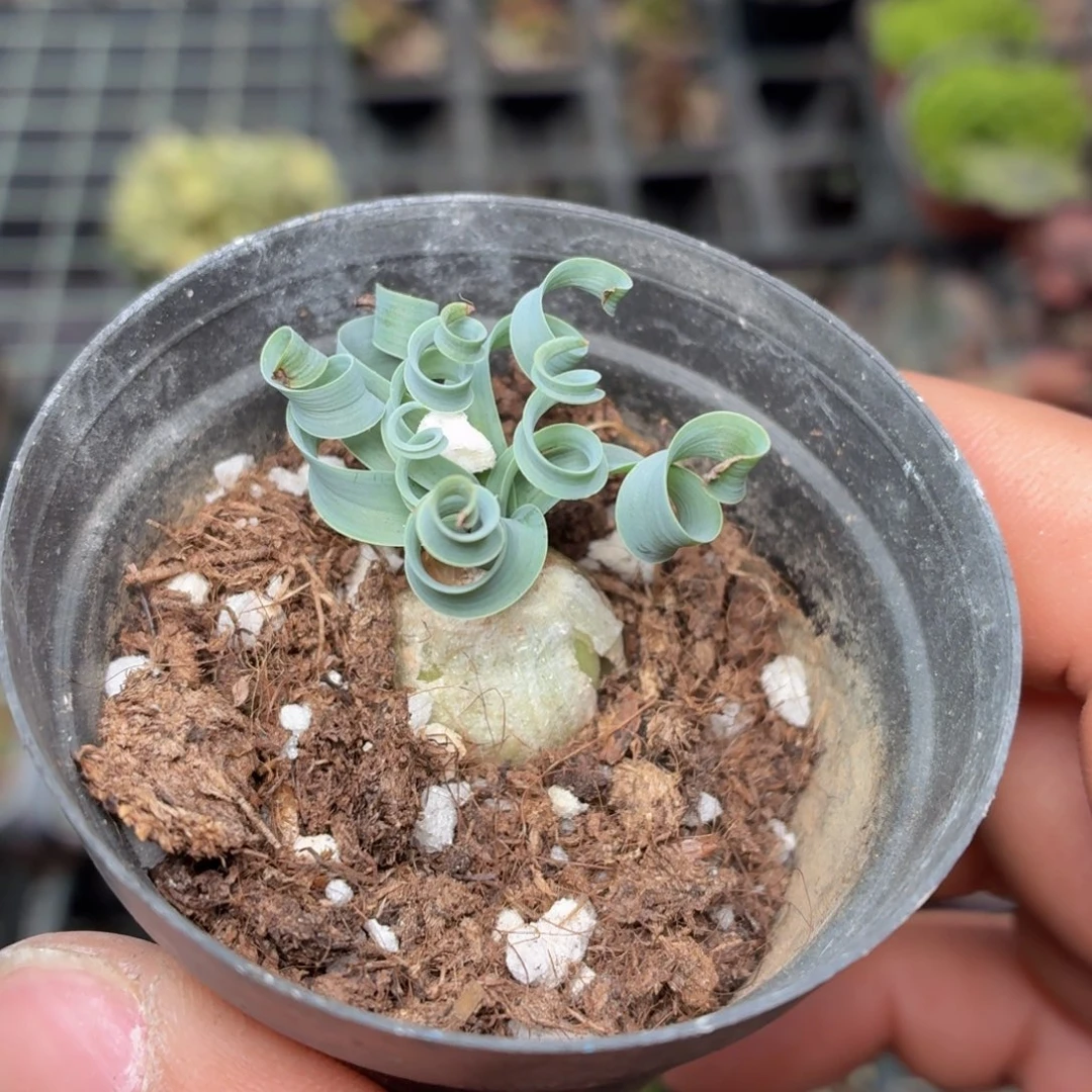 宽弹簧草多肉9.9包邮发货