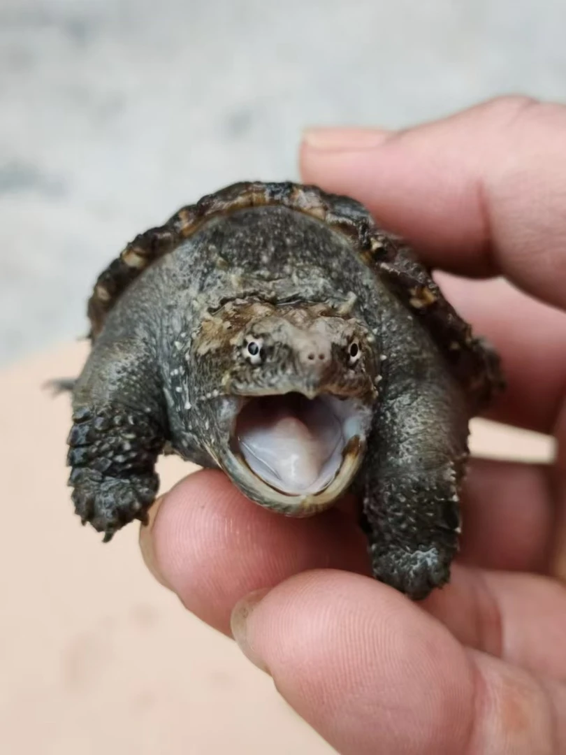 冷水养纯北美杂佛小鳄龟苗活体凶猛食肉家养观赏宠物龟