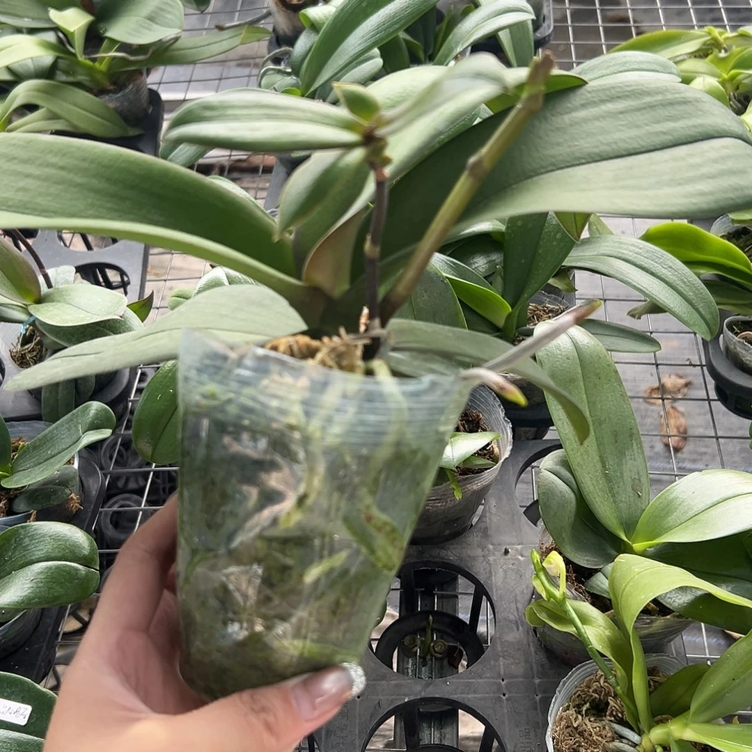 当前无花栽培后可以开花年年有鱼3.0高牙带剑