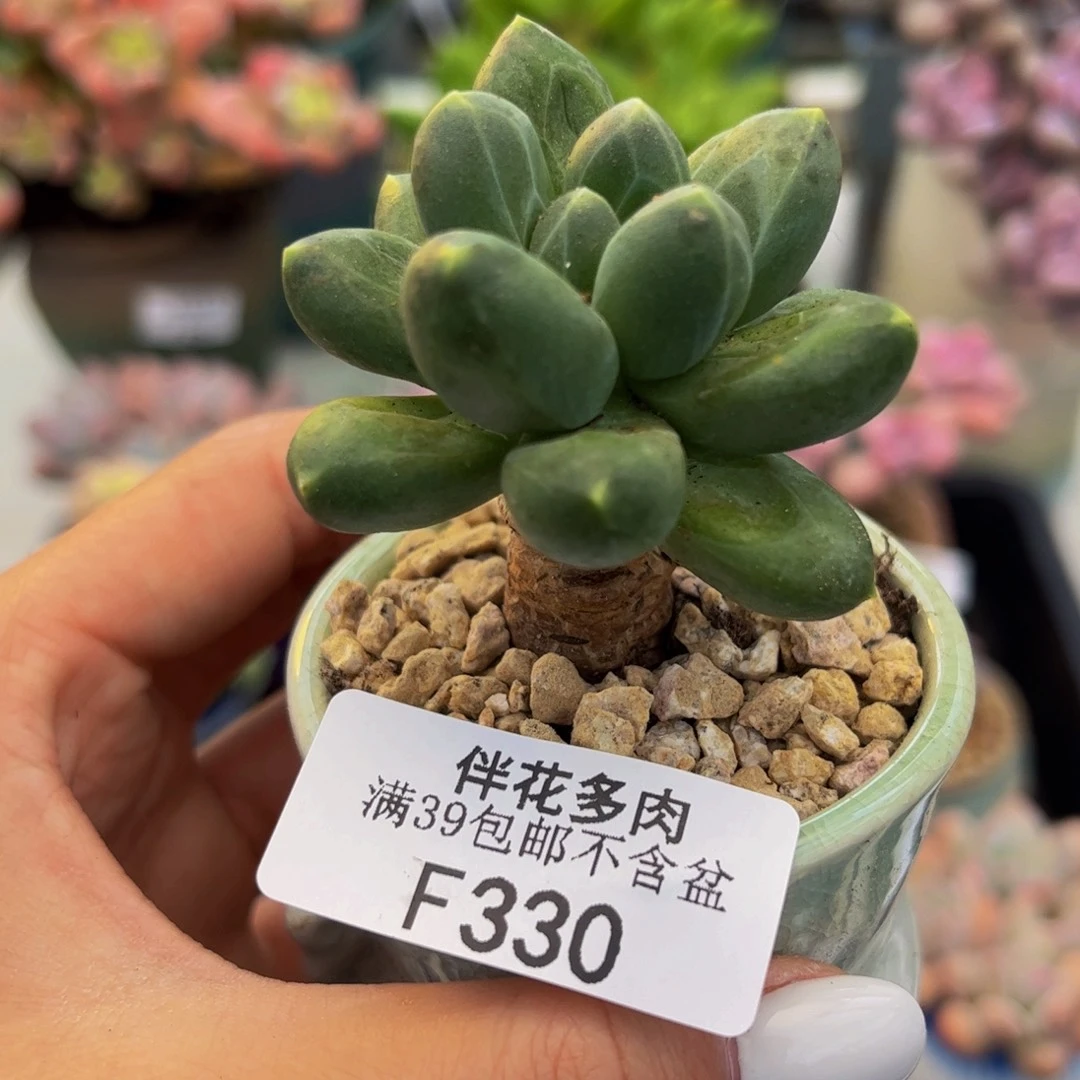 330-香蕉树多肉4cm