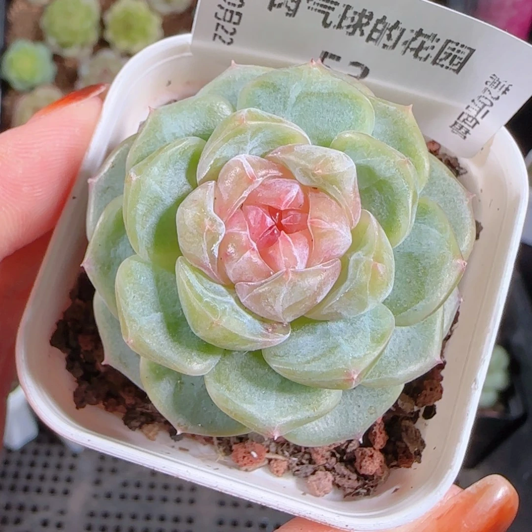1022--53舒月一物一拍