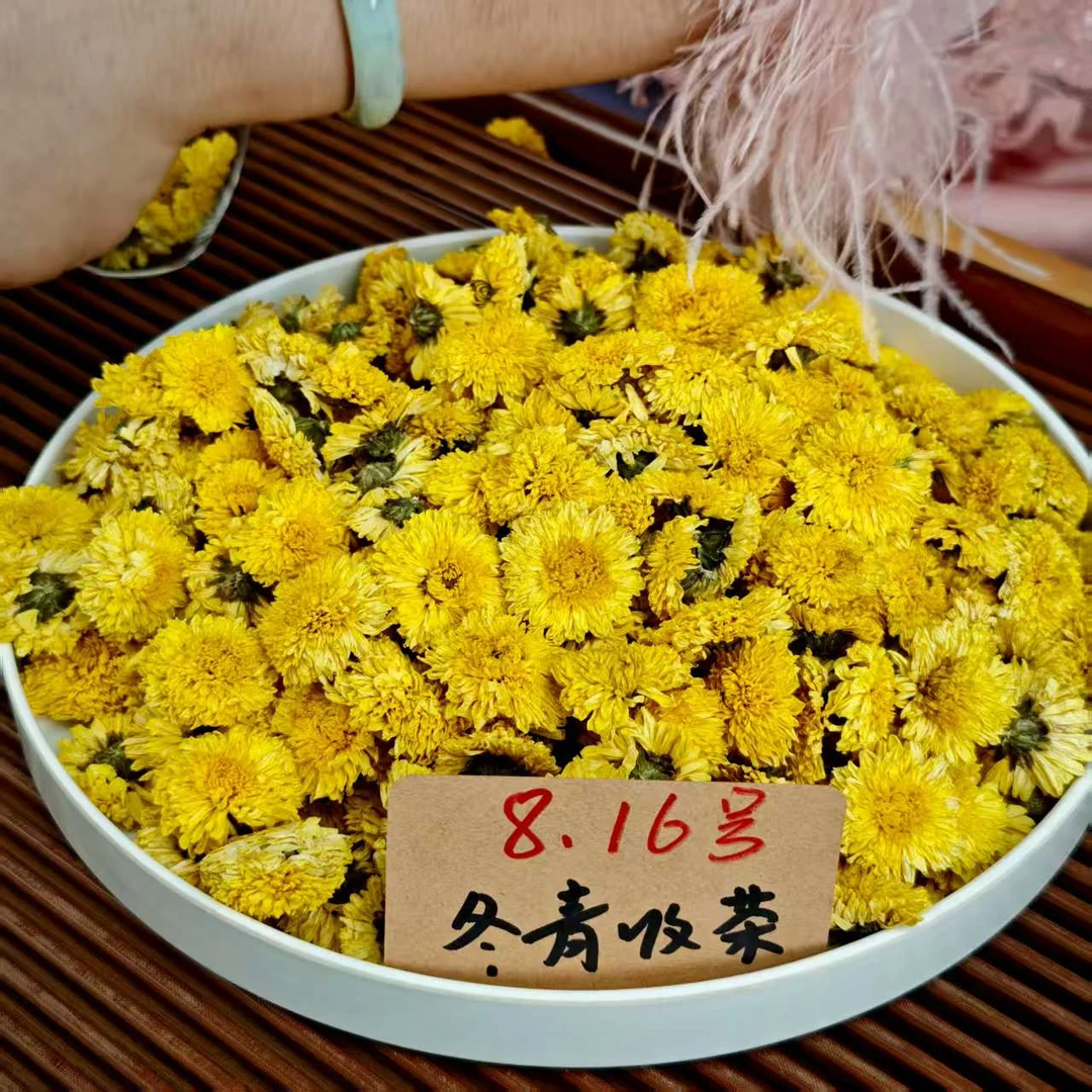 明月山金蕊皇菊 江西核心产区 泉水甜 鲜甜香浓 冬青收茶