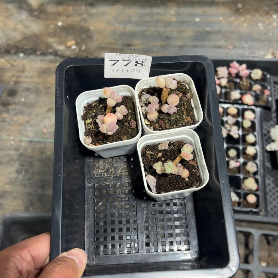 果***了778号萤火虫奶酪到手3颗一物一拍