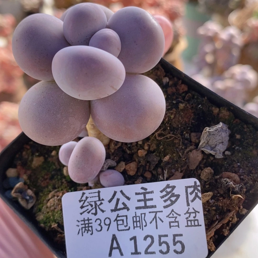 芭比奶洛5cm1255多肉植物