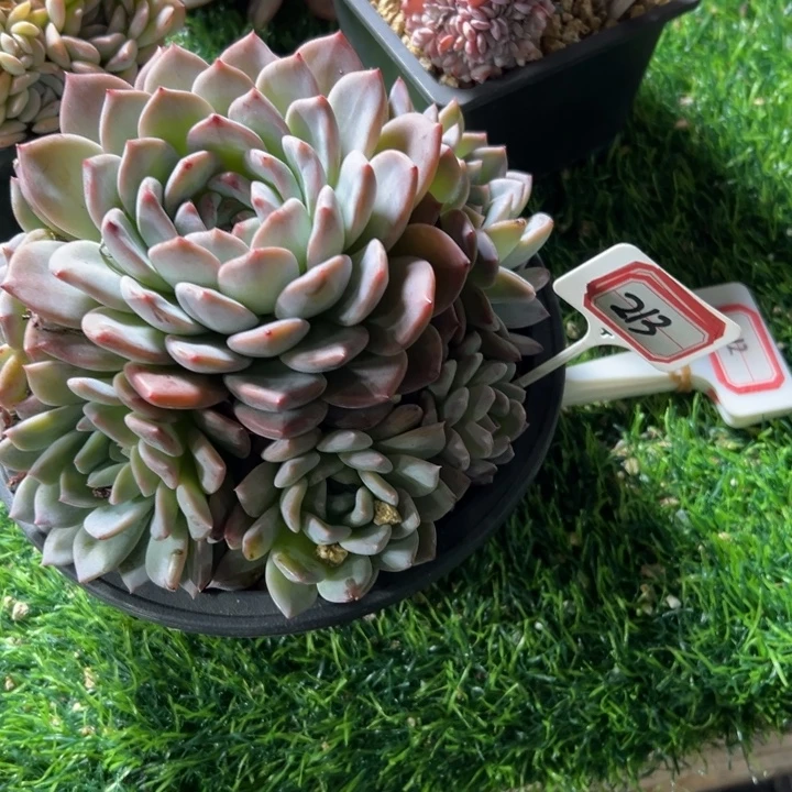 初***@213大群手捧成橙梦露38