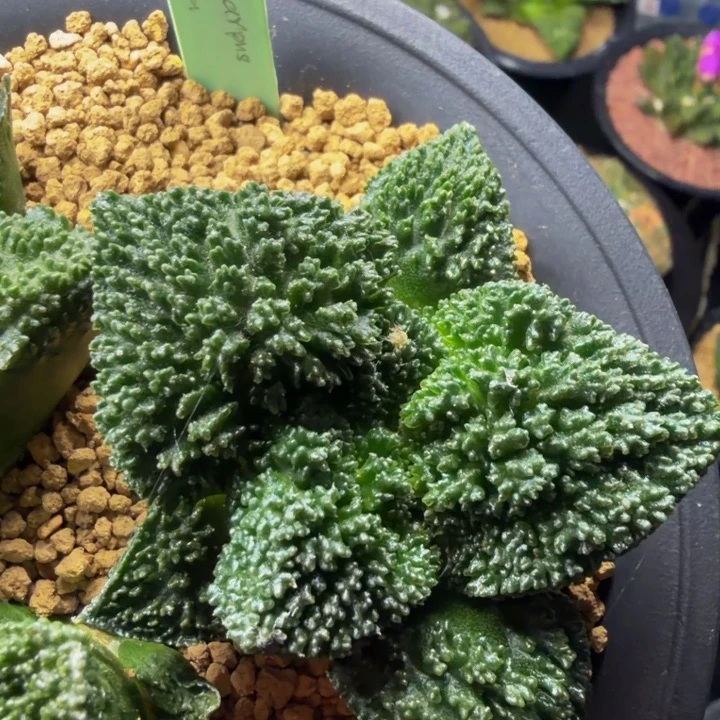 巴索的超级无敌哥斯拉