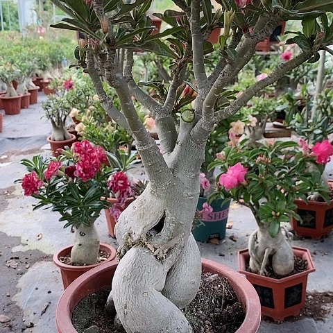 【闪购商品】无花朵山*绿植