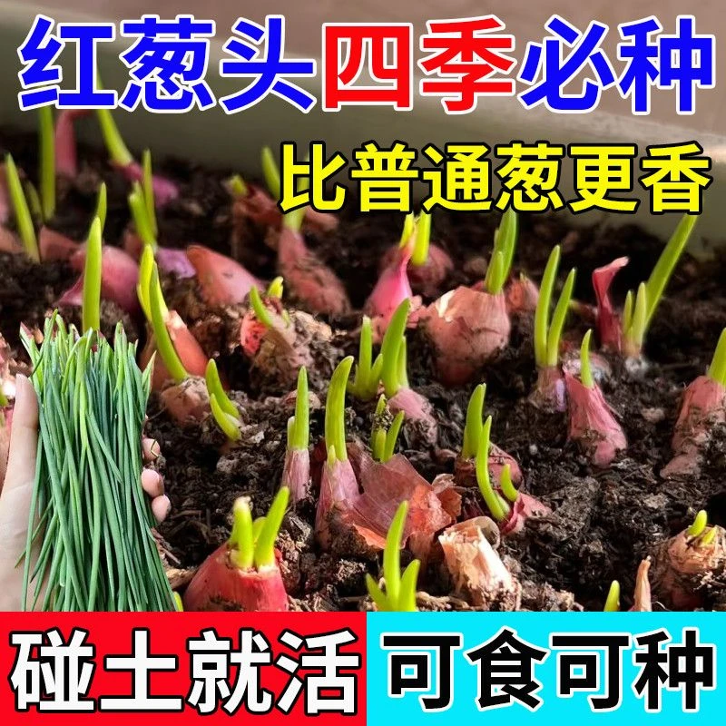 红葱头种四季小香葱种子葱头干新鲜葱头花盆栽火葱种葱头四季种植