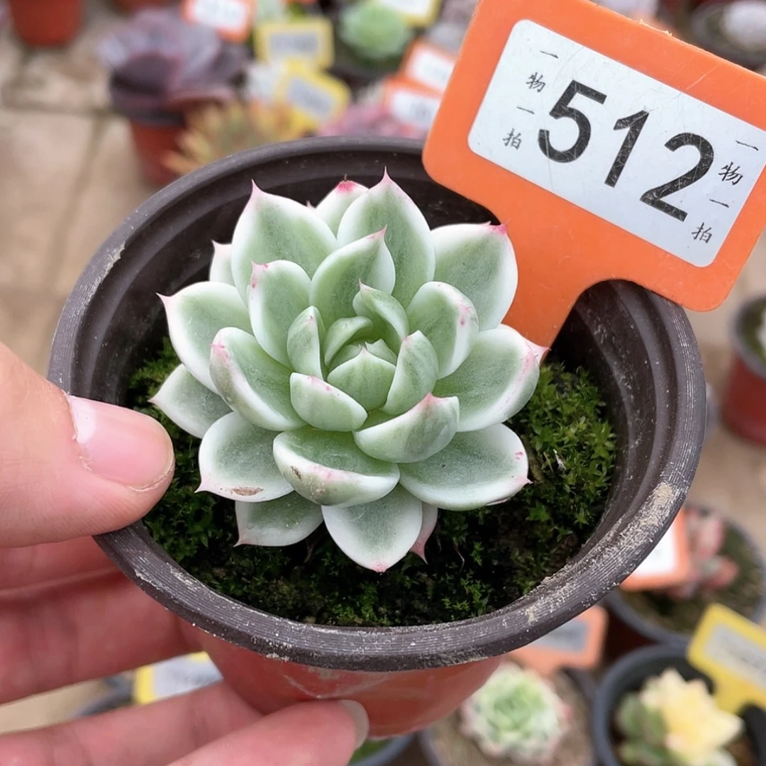 【闪购商品】512号