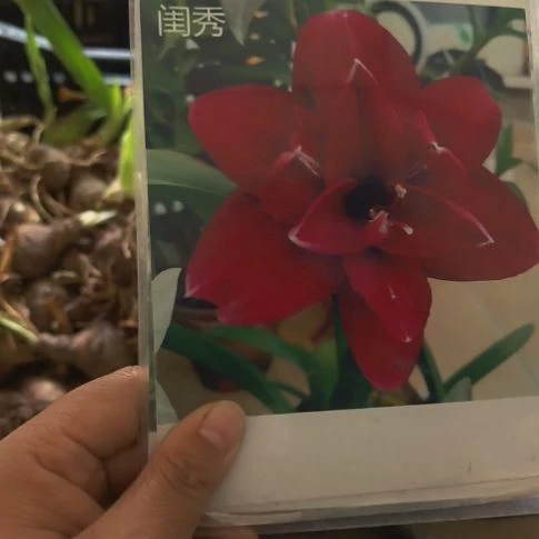 当前无花朵，栽培后可花朵闺秀4厘米裸根球