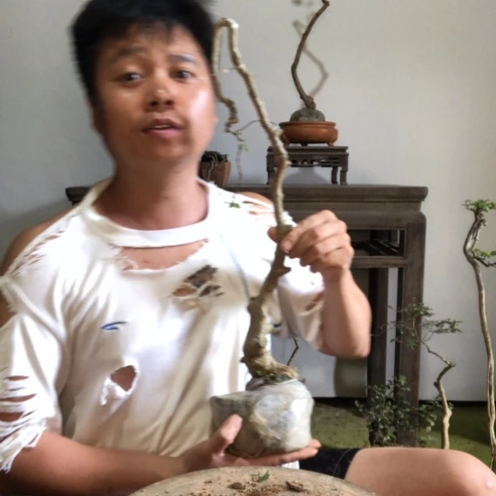 这***冷无花朵盆景盆栽植物（不包成活率）