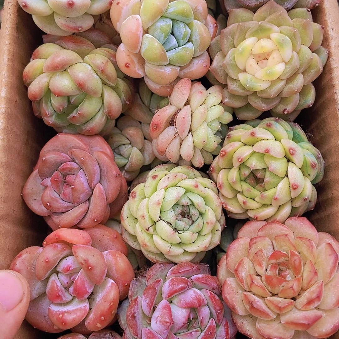 0000000000001量拍保底20颗