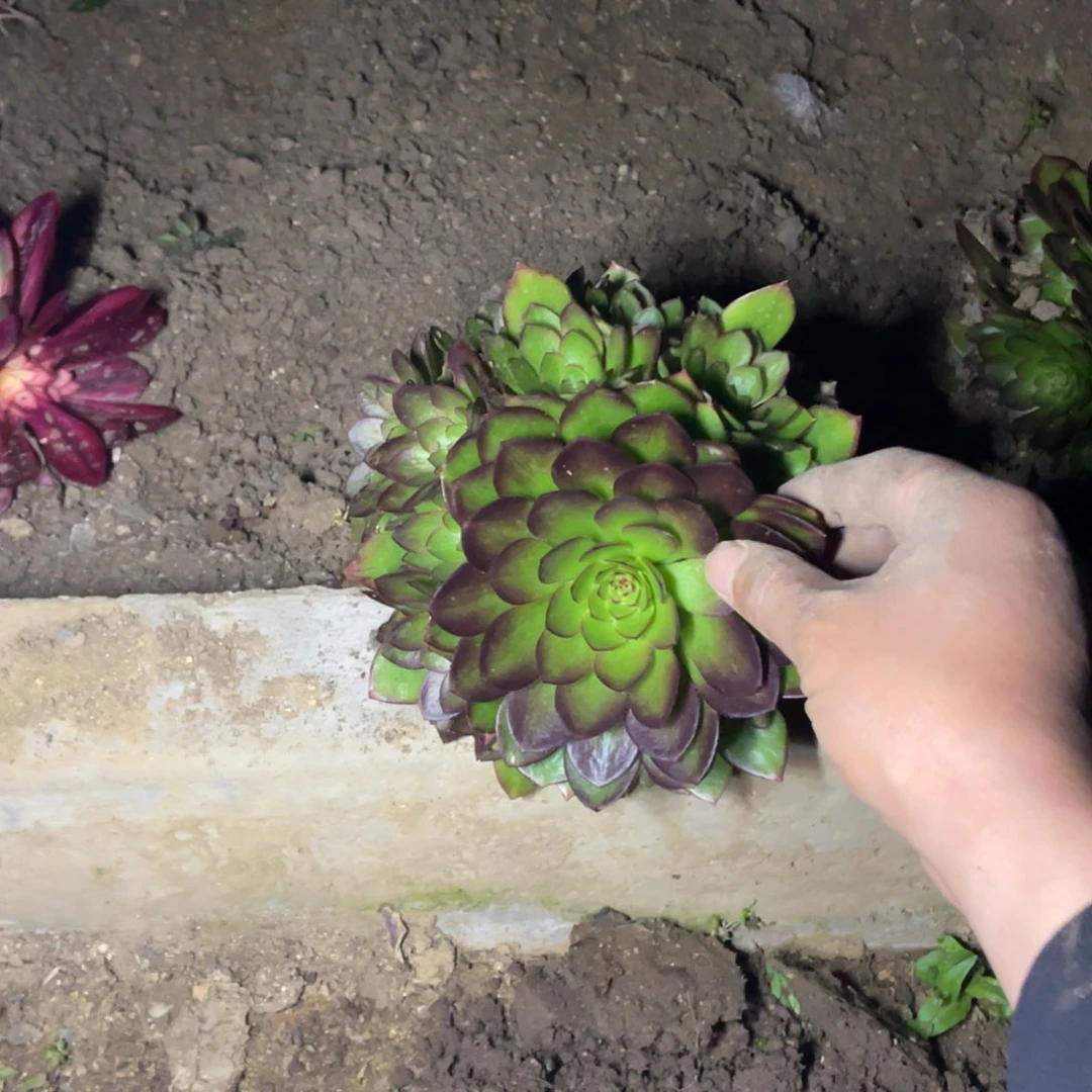 桃花石多肉法师断枝不包