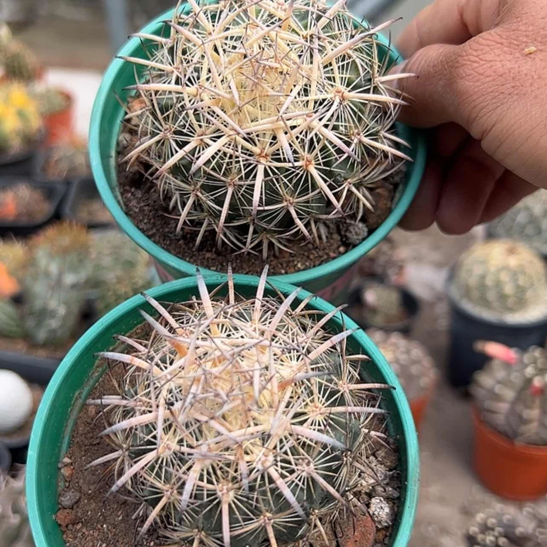 【闪购商品】实生仙人球