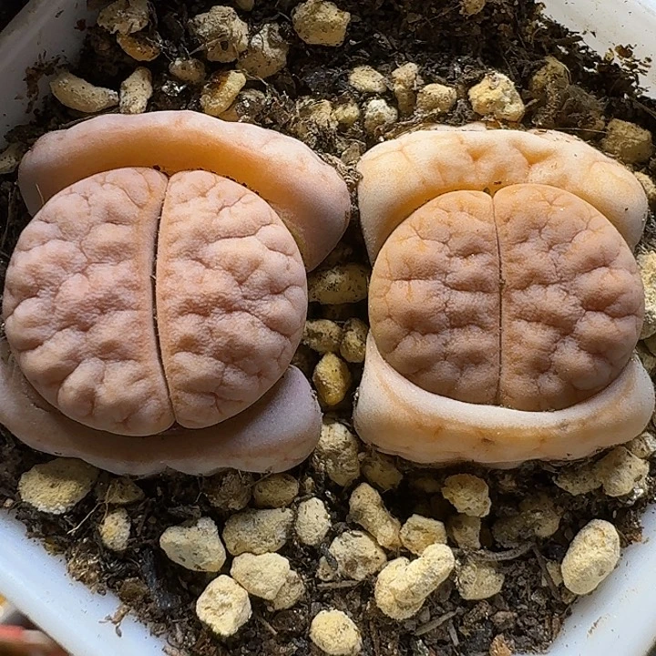 生石花111111。   95