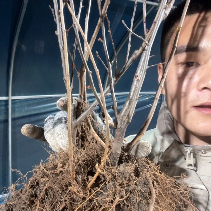 原生绿宝石海棠花一颗